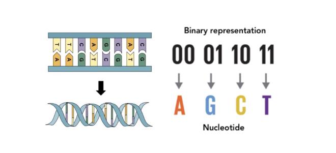 DNA structure and how it could encode binary information.